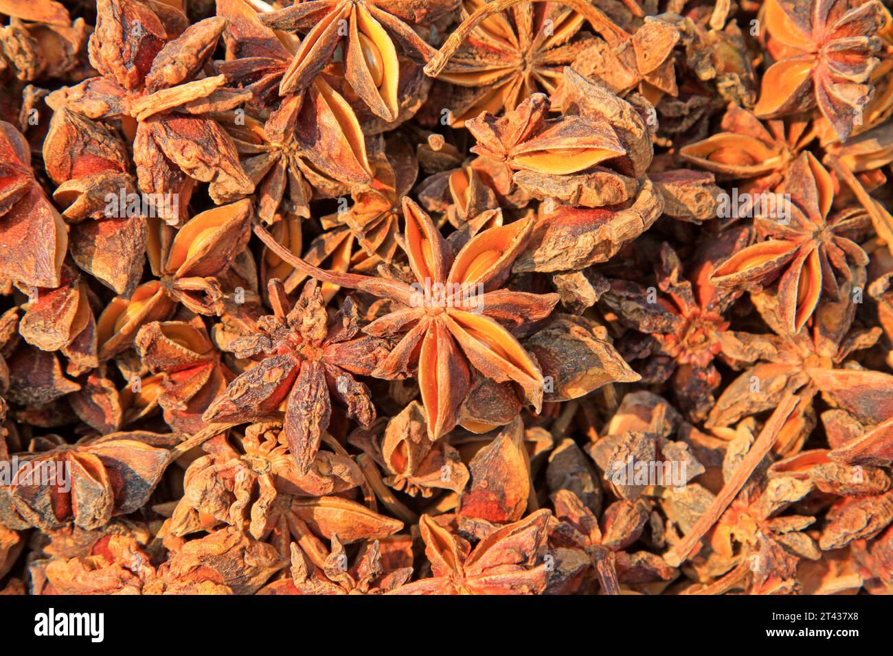 Condimenti tradizionali cinesi - anice stellato, primo piano della foto Foto Stock