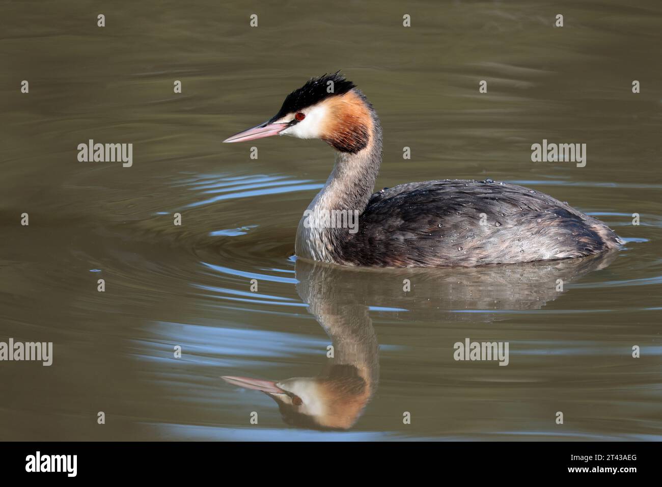 Grande cresta grassa Podiceps christatus, uccello subacqueo in autunno inverno piumaggio cresta scura sulla testa ruggine rossastra marrone dietro guance bianche grigie e bianche Foto Stock