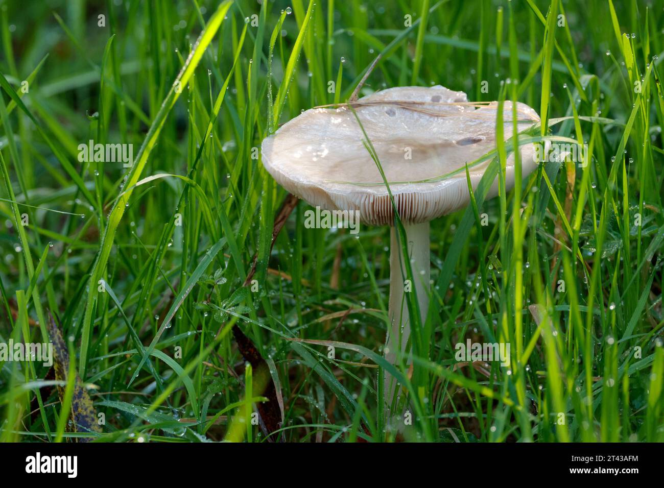 Funghi bianchi in un lungo tappo riempito con acqua d'erba bagnata con bordi rialzati bordo rivolto verso l'alto che mostra branchie gambo conico lungo alcuni stuzzichini gocce d'acqua sull'erba Foto Stock