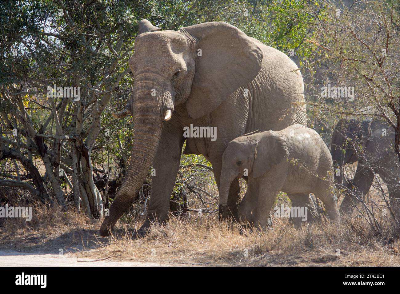 Un branco di elefanti si avvicina a una strada nel Parco Nazionale di Kruger Foto Stock