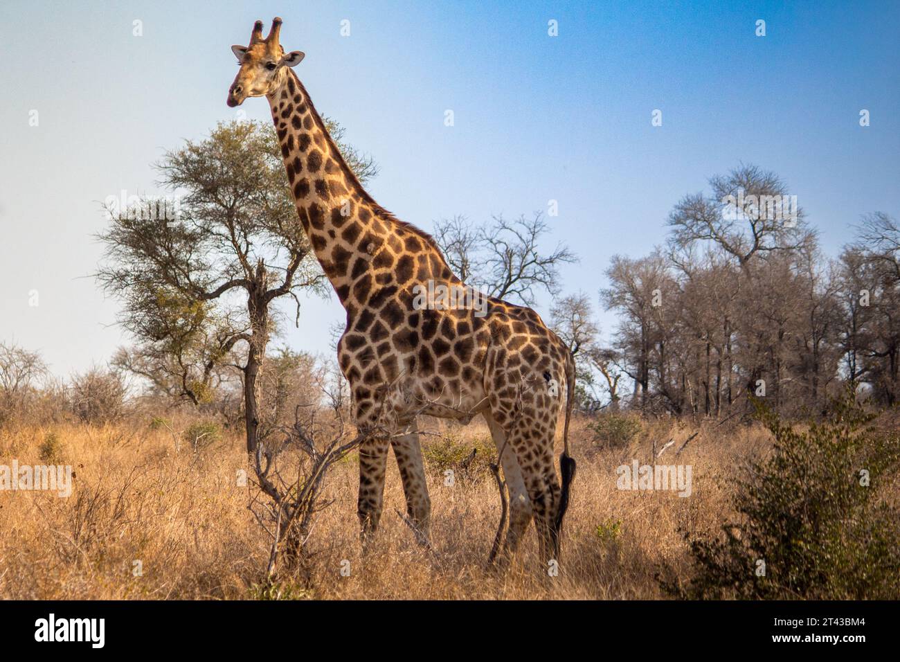 Una giraffa meridionale che si trova nel Parco Nazionale di Kruger Foto Stock