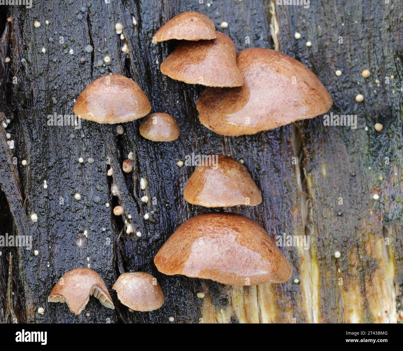 Deconica Horizontalis - Oysterling di legno Foto Stock