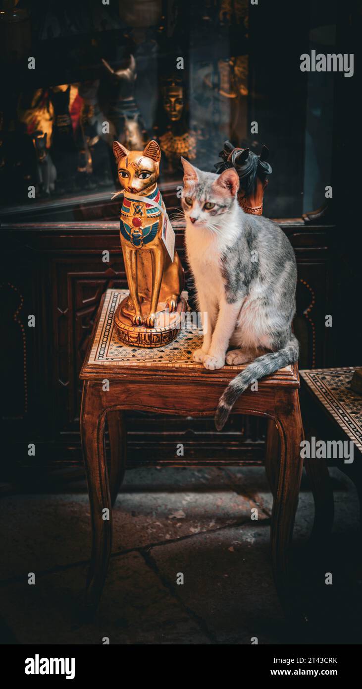 Un gatto curioso si staglia sopra un tavolo, apparentemente a guardia della lampada ornata accanto ad esso Foto Stock