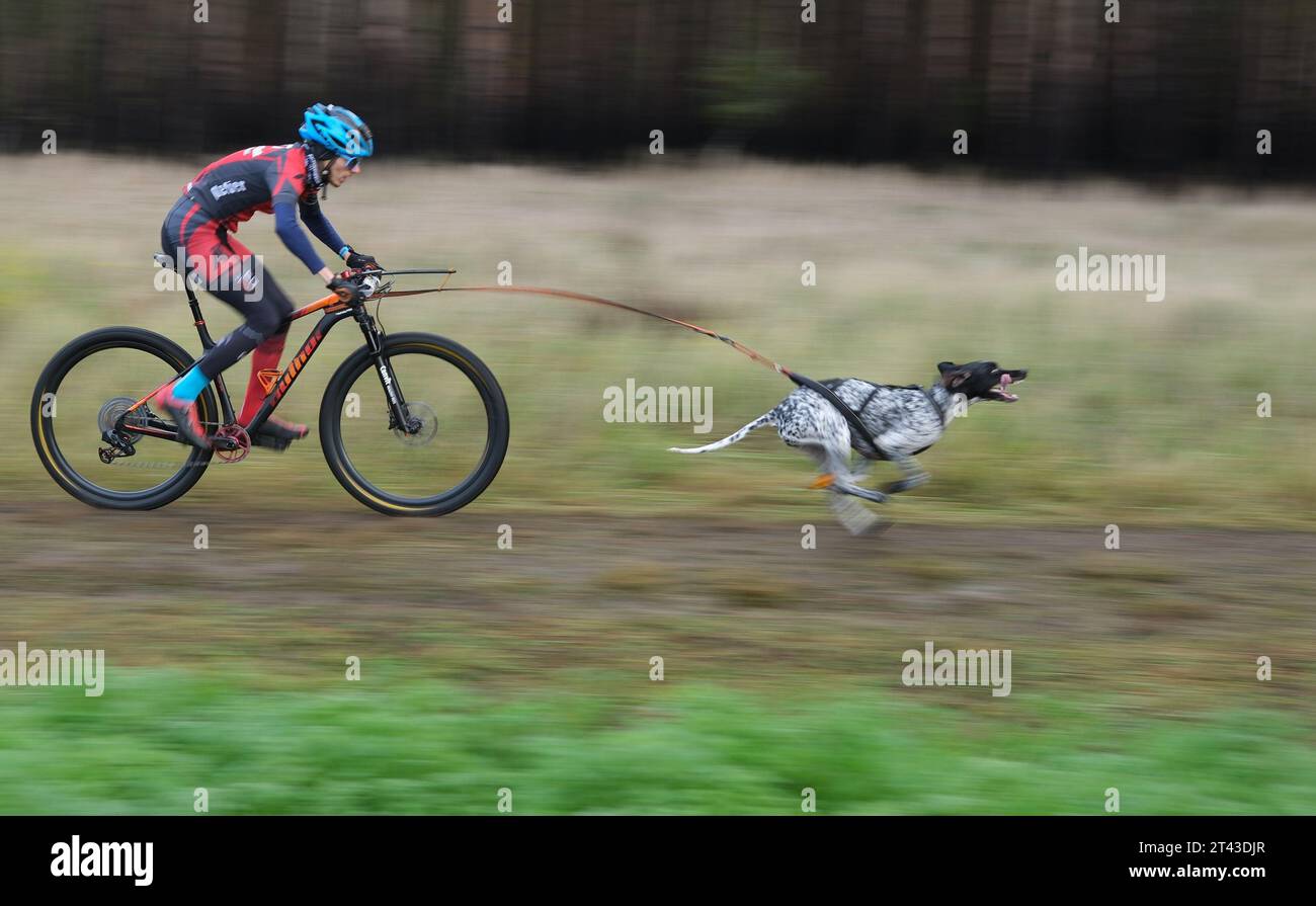 Jessen, Germania. 28 ottobre 2023. Un atleta di cani da traino completa un percorso in bicicletta su un sentiero forestale nel distretto di Leipa (contea di Wittenberg) al Campionato del mondo della Federazione Internazionale di Canicross (ICNF). Secondo gli organizzatori, più di 800 atleti di cani da diporto di diverse fasce d'età provenienti da 28 paesi partecipano alle competizioni. Credito: Sebastian Willnow/dpa/Alamy Live News Foto Stock