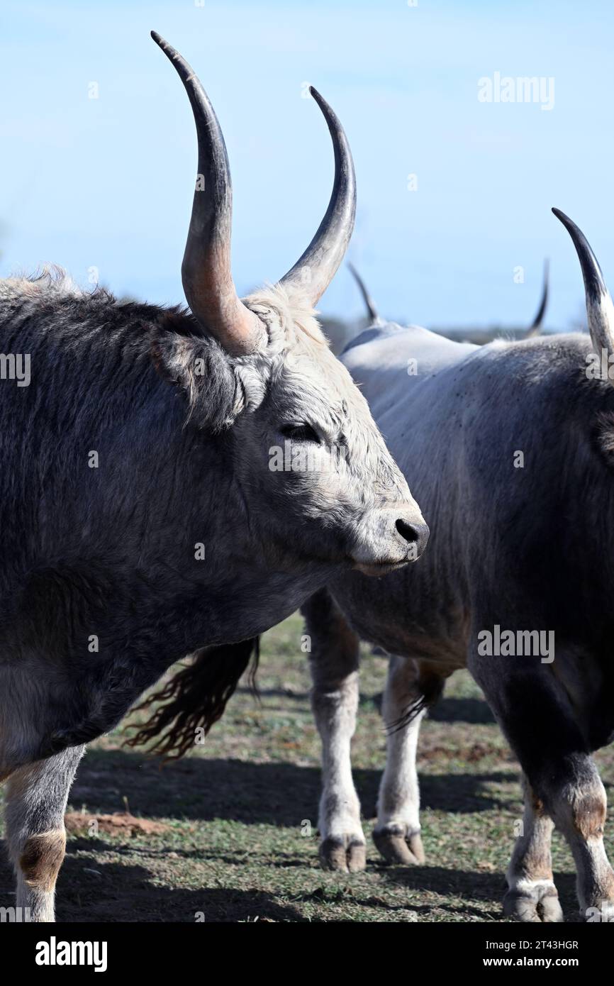 Mandria di bovini grigi ungheresi che pascolano nei pascoli rurali Foto Stock