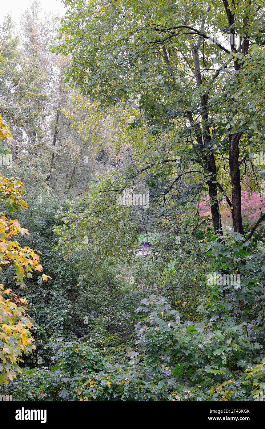 Paesaggio autunnale, colori autunnali del fogliame degli alberi decidui Foto Stock