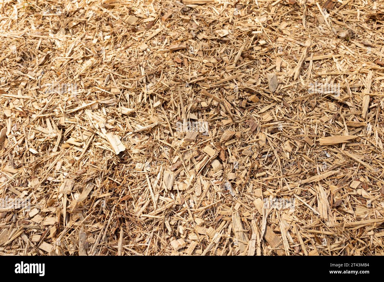 Nuovo tipo di pacciame di cipresso che è stato distribuito sulla superficie del terreno in un letto di fiori vuoto in una giornata di sole. Foto Stock