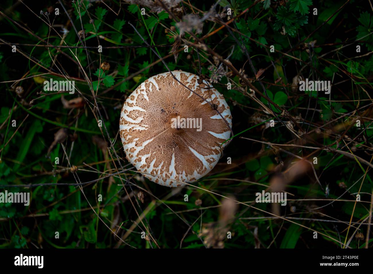 I funghi nel bosco Foto Stock