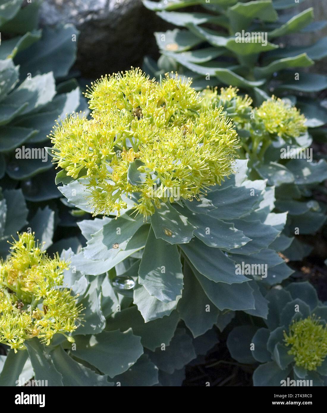 Rosenwurz, Rhodiola rosea ist eine wichtige Heilpflanze mit gelben und rosa Blueten deren Wurzeln genutzt werden. Radice di rosa, rosea di Rhodiola, è un imp Foto Stock