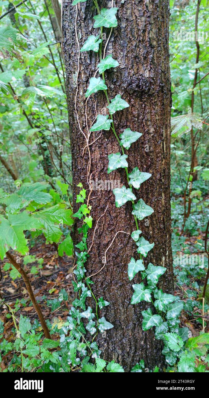 Edera comune (Hedera helix) sul tronco di un albero. Foto Stock