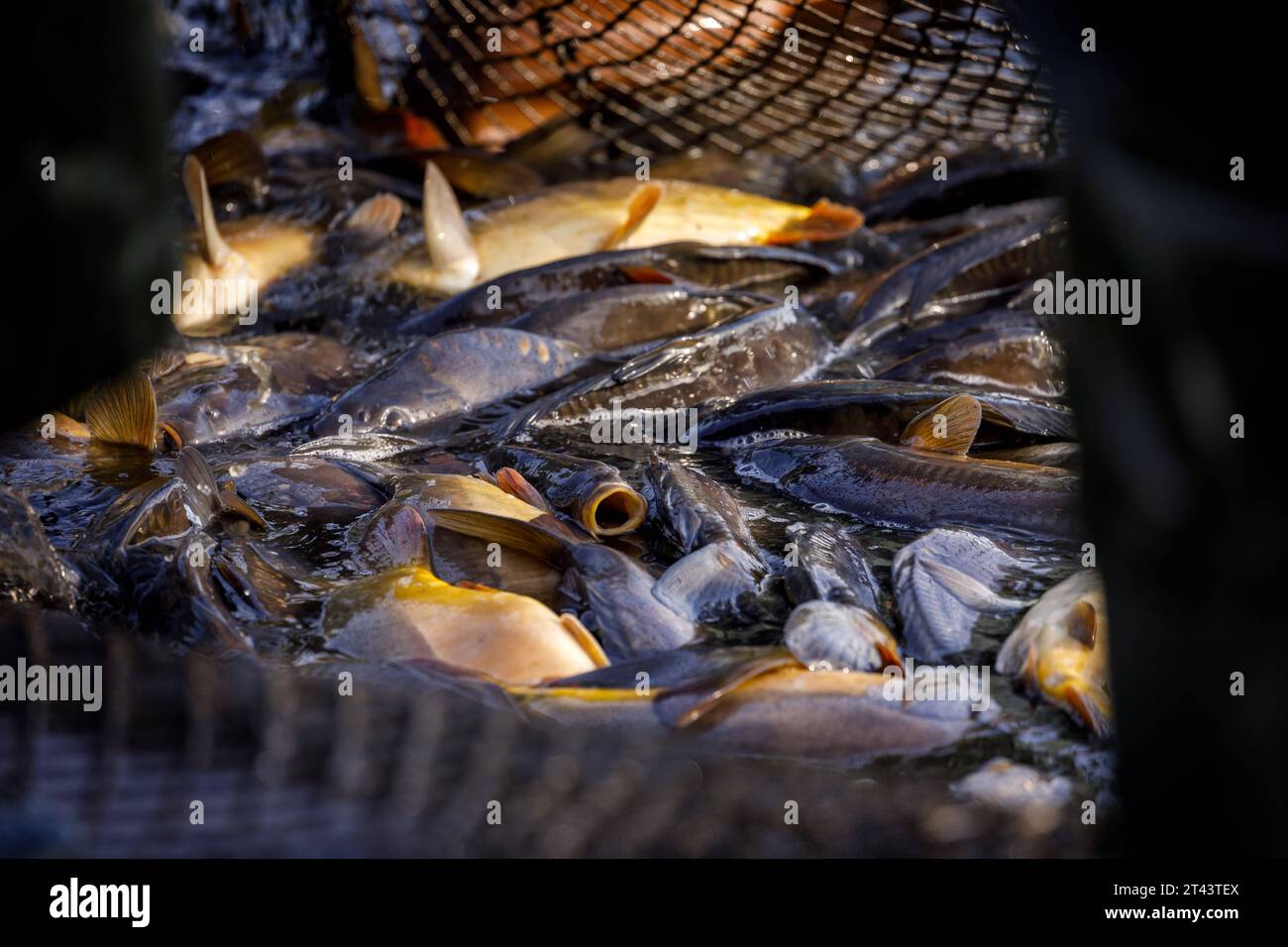 54+ Biologie Fischzucht Goldfisch Peitzer Teiche Abitur, Die peitzer