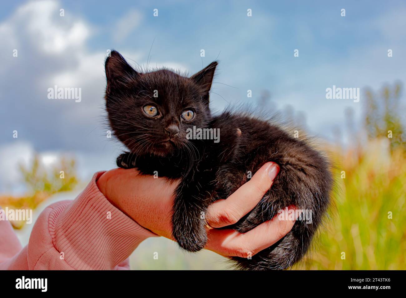 Gatto in mano Foto Stock