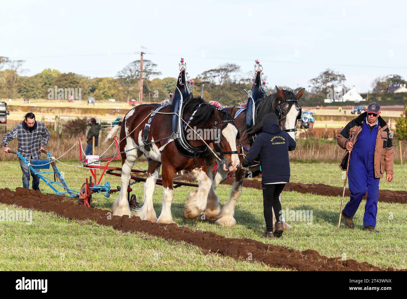 28 ottobre 23, Prestwick, Regno Unito. Il 59° Scottish Ploughing Championships, che si è svolto su più di 200 acri di Montonhill Farm, vicino a Prestwick, Ayrshire, Scozia, Regno Unito, ha attirato più di 100 partecipanti internazionali, in classi tra cui cavalli Shire e Clydesdale, trattori e aratri classici e d'epoca europei, nonché trattori moderni con aratri. I vincitori otterranno punti di qualificazione e potranno partecipare ai campionati mondiali di aratura. Crediti: Findlay/Alamy Live News Foto Stock