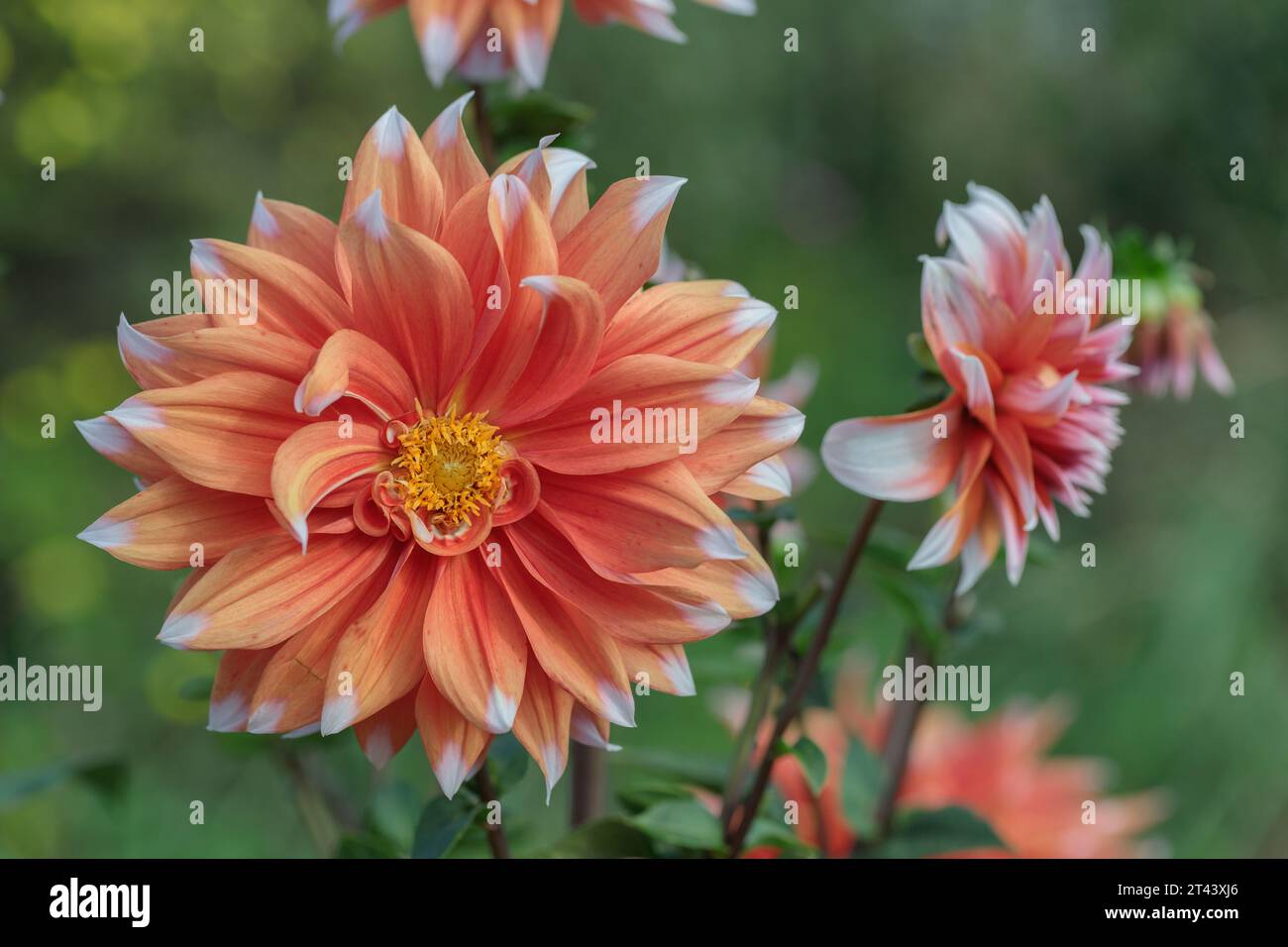 dahlia rossa con punte di petali bianchi. Foto Stock