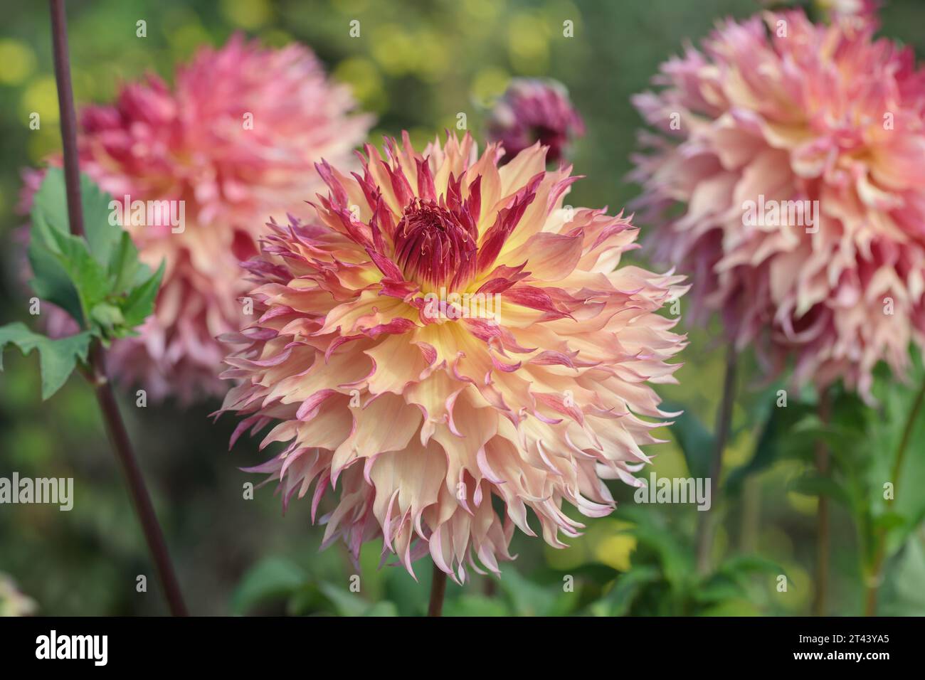Dahlia fiorisce con petali frangiati. Dahlia gruppo di classificazione 11. Foto Stock