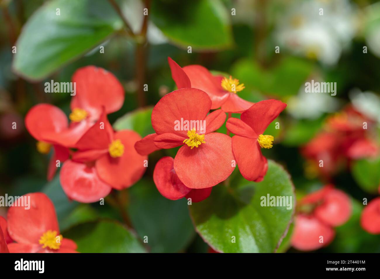 Begonia di cera rossa fiorita con foglie verdi (Begonia semperflorens x cultorum). Foto Stock