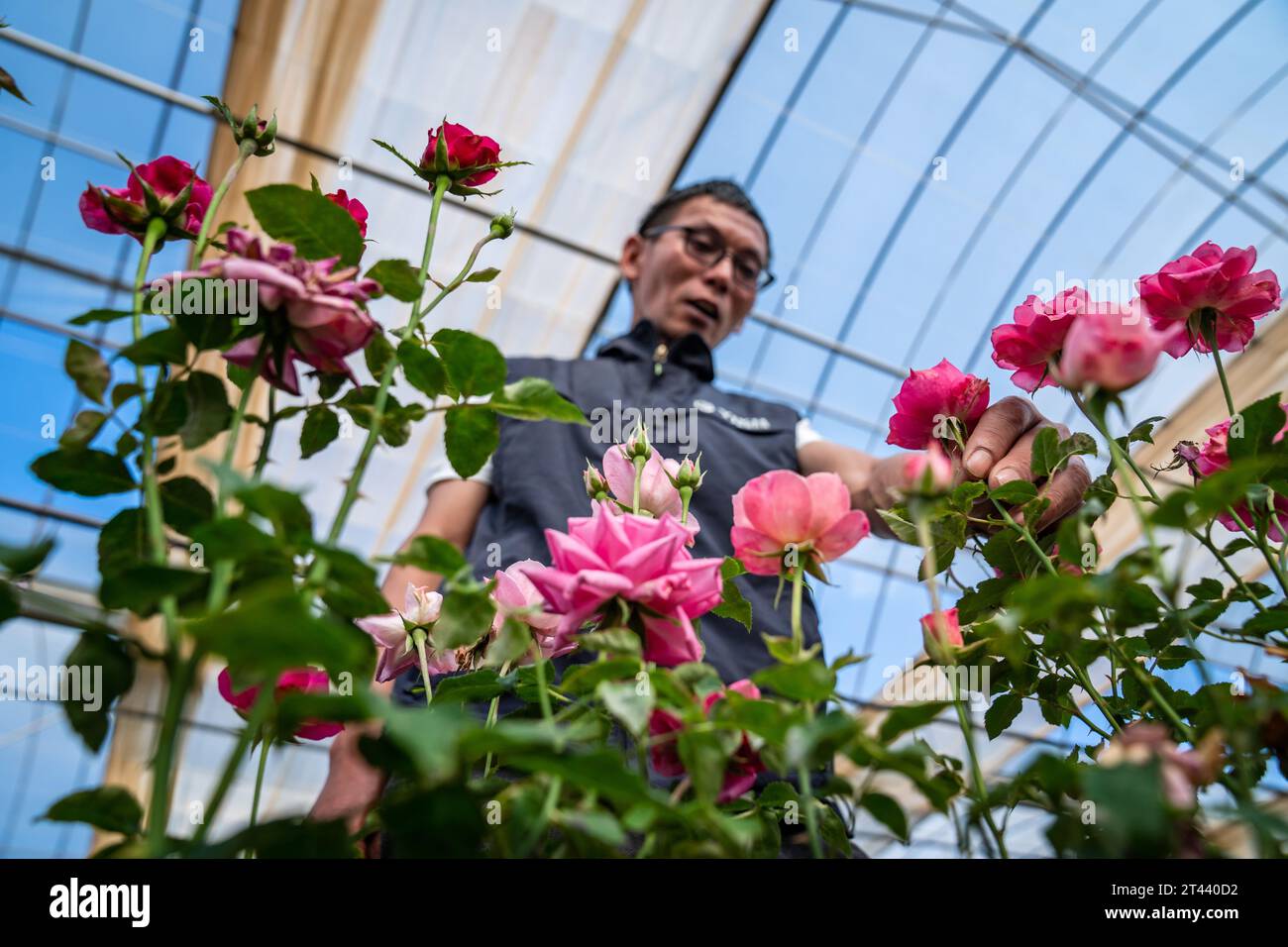 (231028) -- KUNMING, 28 ottobre 2023 (Xinhua) -- Tian Liantong controlla le rose in un giardino dimostrativo di piantagione di rose di un moderno parco agricolo nella città di Anning, nella provincia dello Yunnan della Cina sud-occidentale il 20 ottobre 2023. Nell'agosto del 2022, oltre 8.000 semi di fiori sono arrivati allo Yunnan Jinke Flower Engineering Research Center Co., Ltd. Dopo il loro viaggio nello spazio a bordo dell'astronave con equipaggio Shenzhou. La riproduzione spaziale si riferisce all'esposizione di semi o ceppi a radiazioni cosmiche e microgravità nello spazio per mutare i loro geni, in modo da creare nuove specie o varietà con prestazioni maggiori come una crescita più breve Foto Stock