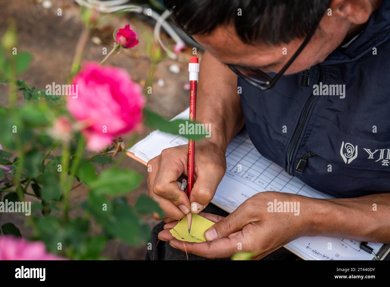 (231028) -- KUNMING, 28 ottobre 2023 (Xinhua) -- Tian Liantong prende nota dei numeri di serie delle rose in un giardino dimostrativo di piantagione di rose di un moderno parco agricolo nella città di Anning, nella provincia dello Yunnan della Cina sud-occidentale, il 20 ottobre 2023. Nell'agosto del 2022, oltre 8.000 semi di fiori sono arrivati allo Yunnan Jinke Flower Engineering Research Center Co., Ltd. Dopo il loro viaggio nello spazio a bordo dell'astronave con equipaggio Shenzhou. La riproduzione spaziale si riferisce all'esposizione di semi o ceppi alle radiazioni cosmiche e alla microgravità nello spazio per mutare i loro geni, in modo da creare nuove specie o varietà con una maggiore per Foto Stock