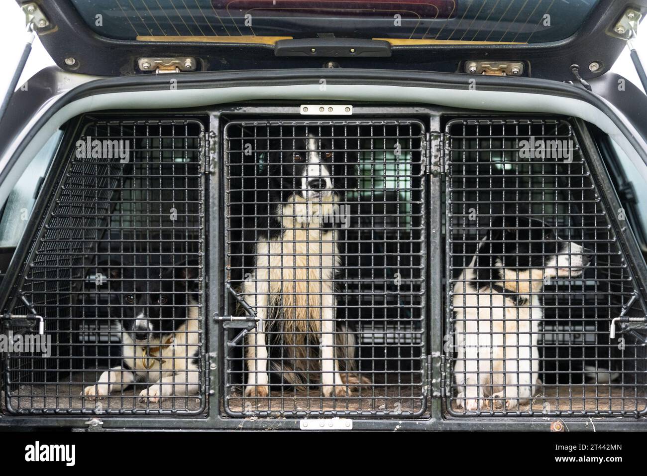 Kippen, Stirling, Scozia, Regno Unito. 28 ottobre 2023. Tre cani da pastore che attendono pazientemente al Kippen Open Sheepdog Trial Credit: Kay Roxby/Alamy Live News Foto Stock