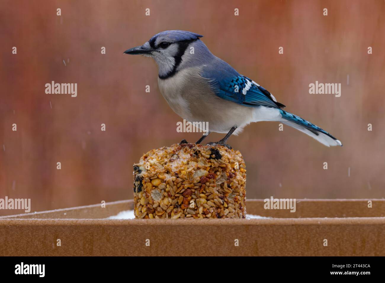 Questa fotografia cattura una splendida Blue Jay in una mattina d'inverno. La loro colorazione è prevalentemente blu, con il torace bianco e la parte inferiore. Foto Stock