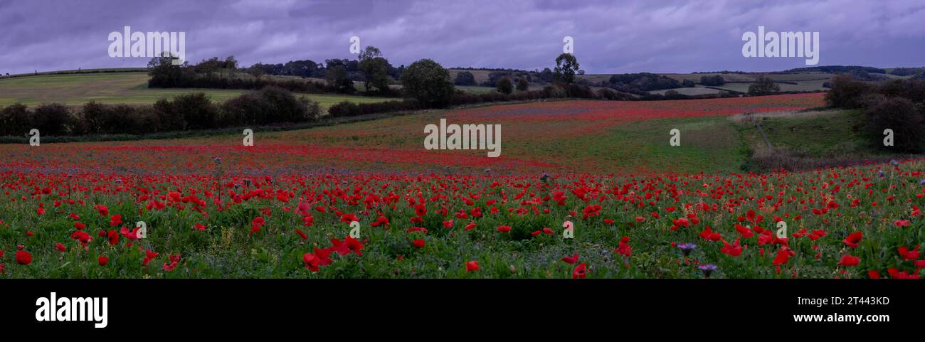 Un bellissimo campo panoramico di papaveri rossi Foto Stock