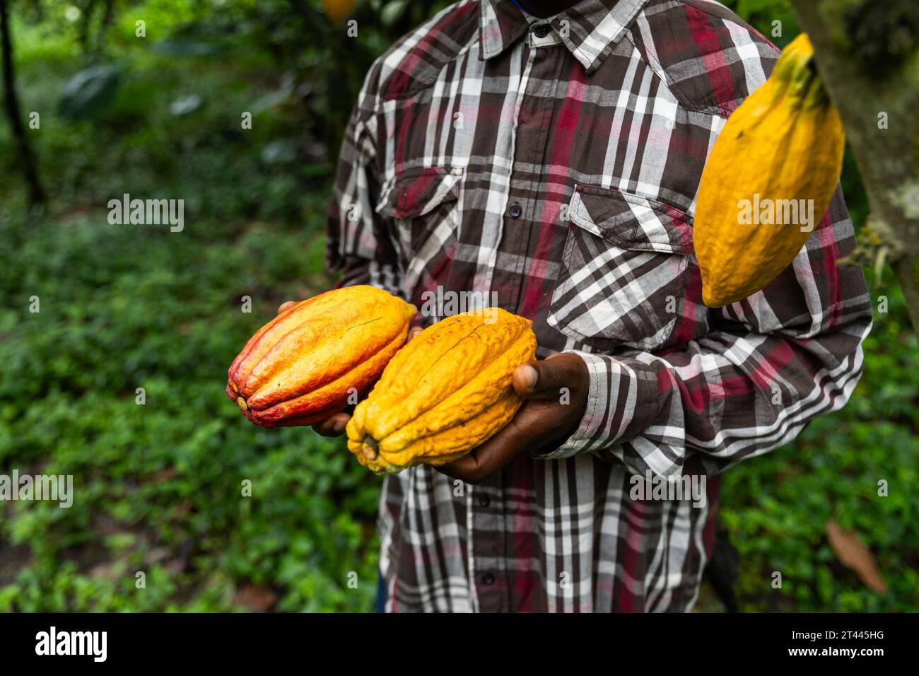 Primo piano di baccelli di cacao appena raccolti da un agricoltore della piantagione. Foto Stock