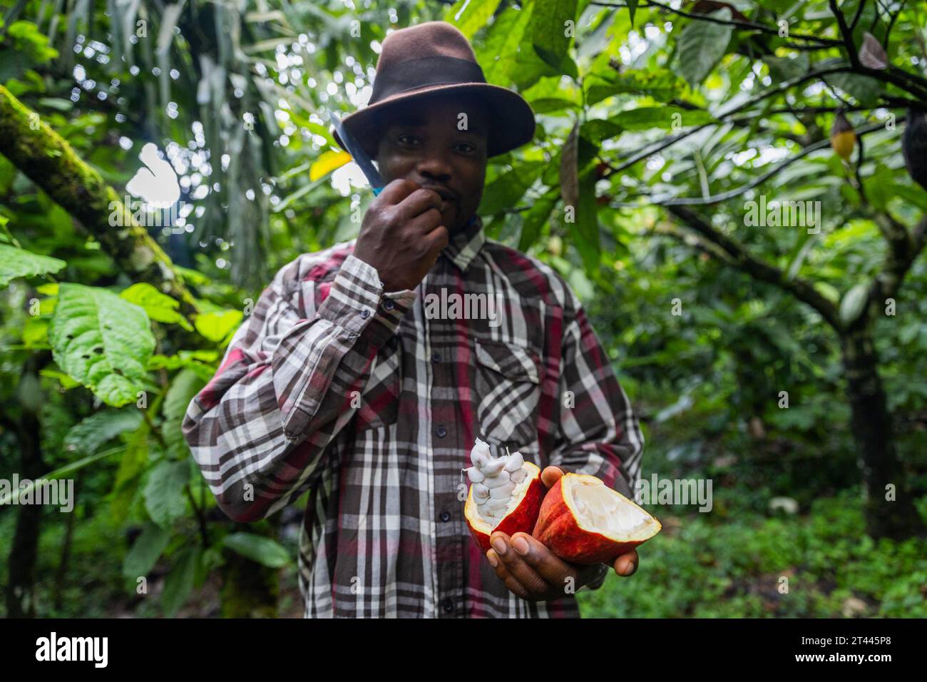 Un contadino africano assaggia i semi di cacao da un baccello che ha appena aperto Foto Stock