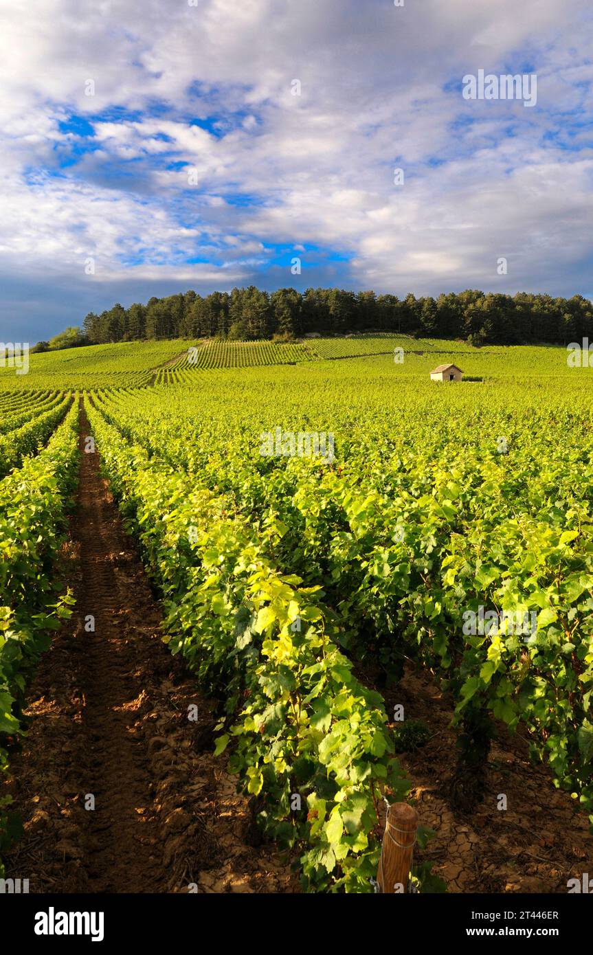 Vigneto vicino a Monthelie, Borgogna, Cote d'Or, Bougogne Franche Comte. Francia, Europa Foto Stock