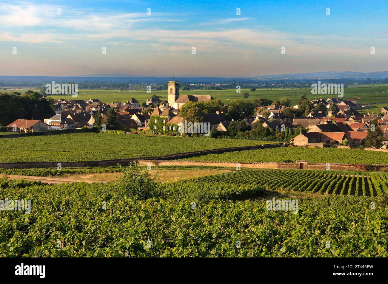 Vigneto e villaggio di Pommard (Route des grands crus), Cote d'Or, Borgogna, Franca Comte, Francia Foto Stock