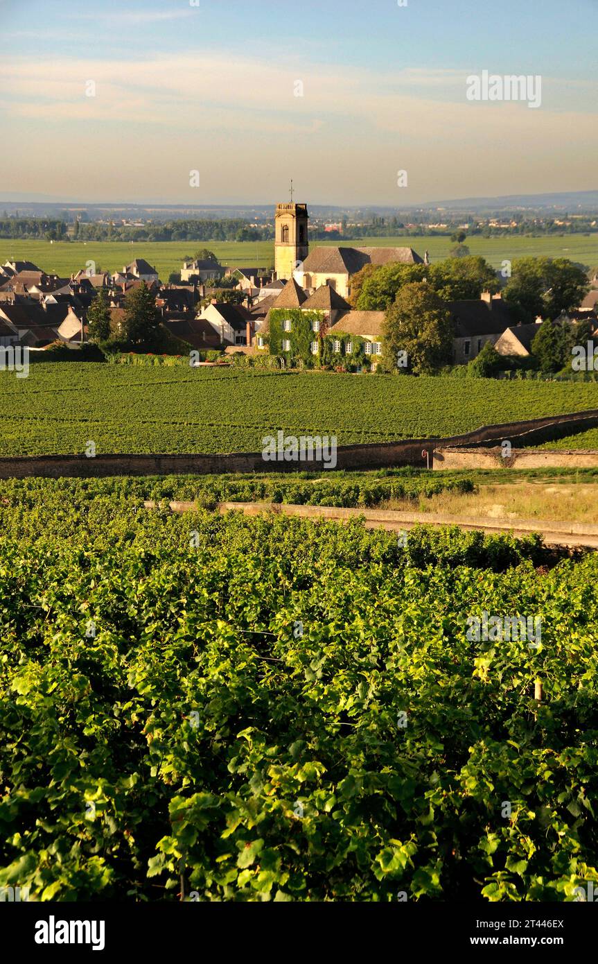 Vigneto e villaggio di Pommard (Route des grands crus), Cote d'Or, Borgogna, Franca Comte, Francia Foto Stock