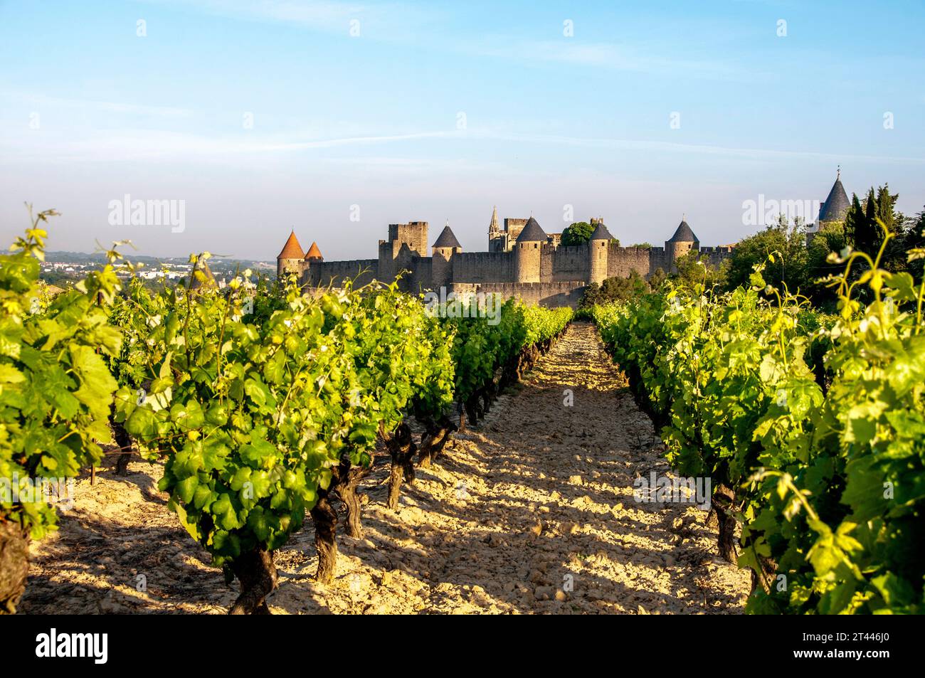 Mura della città medievale di Carcassonne e del suo vigneto, Aude, Occitanie, Francia, Europa Foto Stock