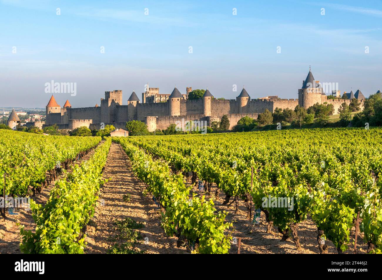 Mura della città medievale di Carcassonne e del suo vigneto, Aude, Occitanie, Francia, Europa Foto Stock
