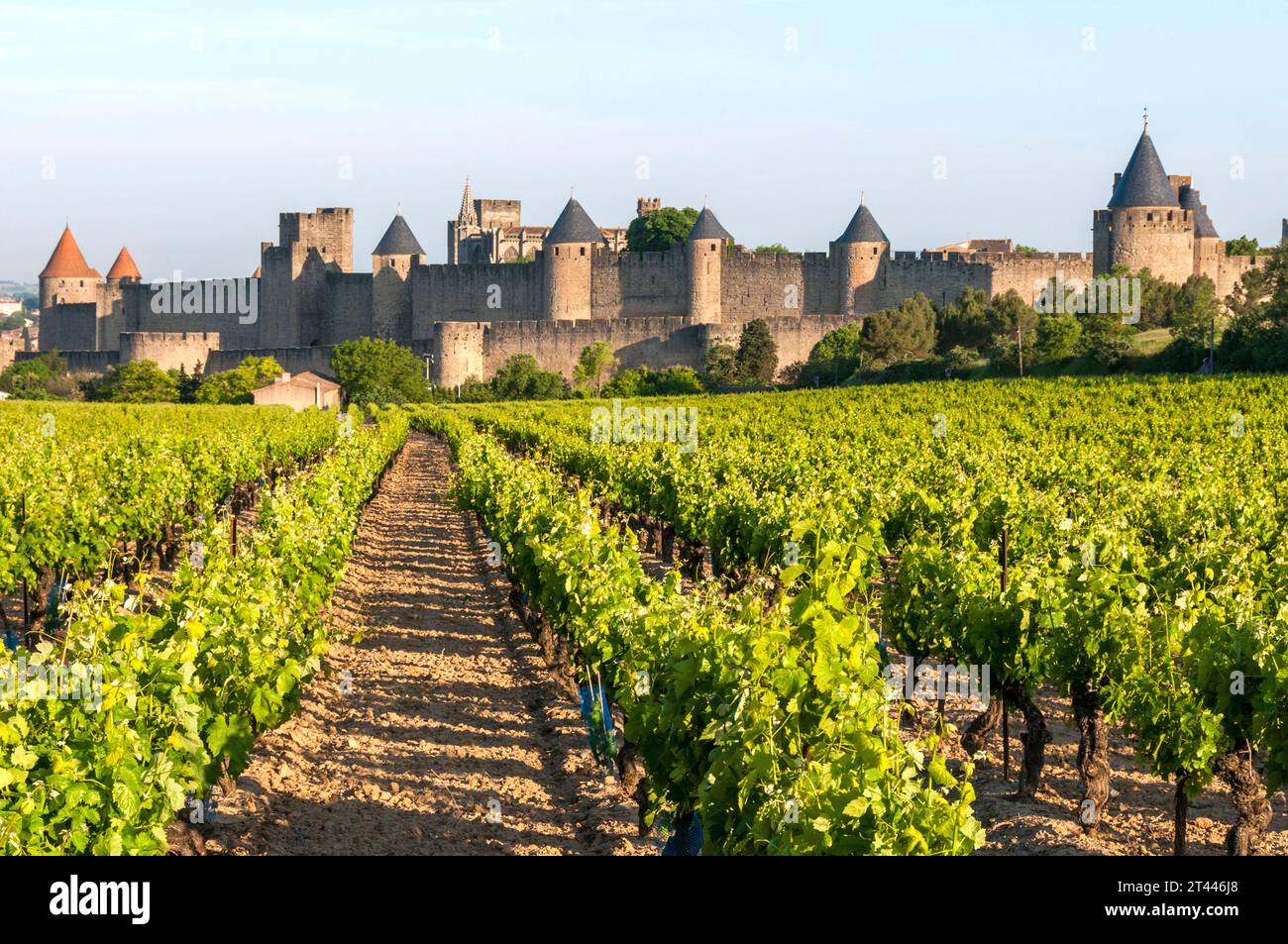 Mura della città medievale di Carcassonne e del suo vigneto, Aude, Occitanie, Francia, Europa Foto Stock