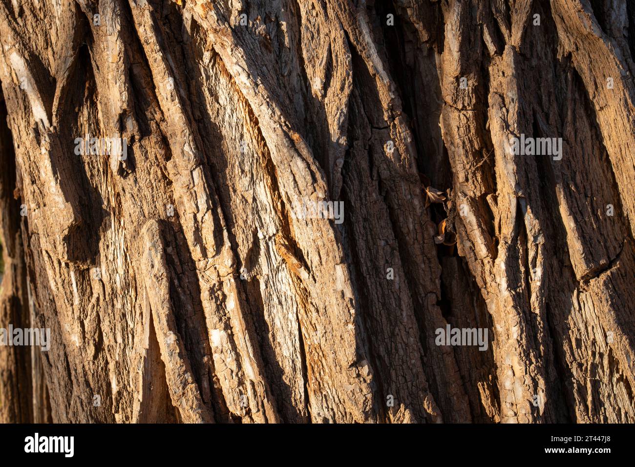 Primo piano della corteccia di un vecchio e enorme tronco d'albero. Foto Stock