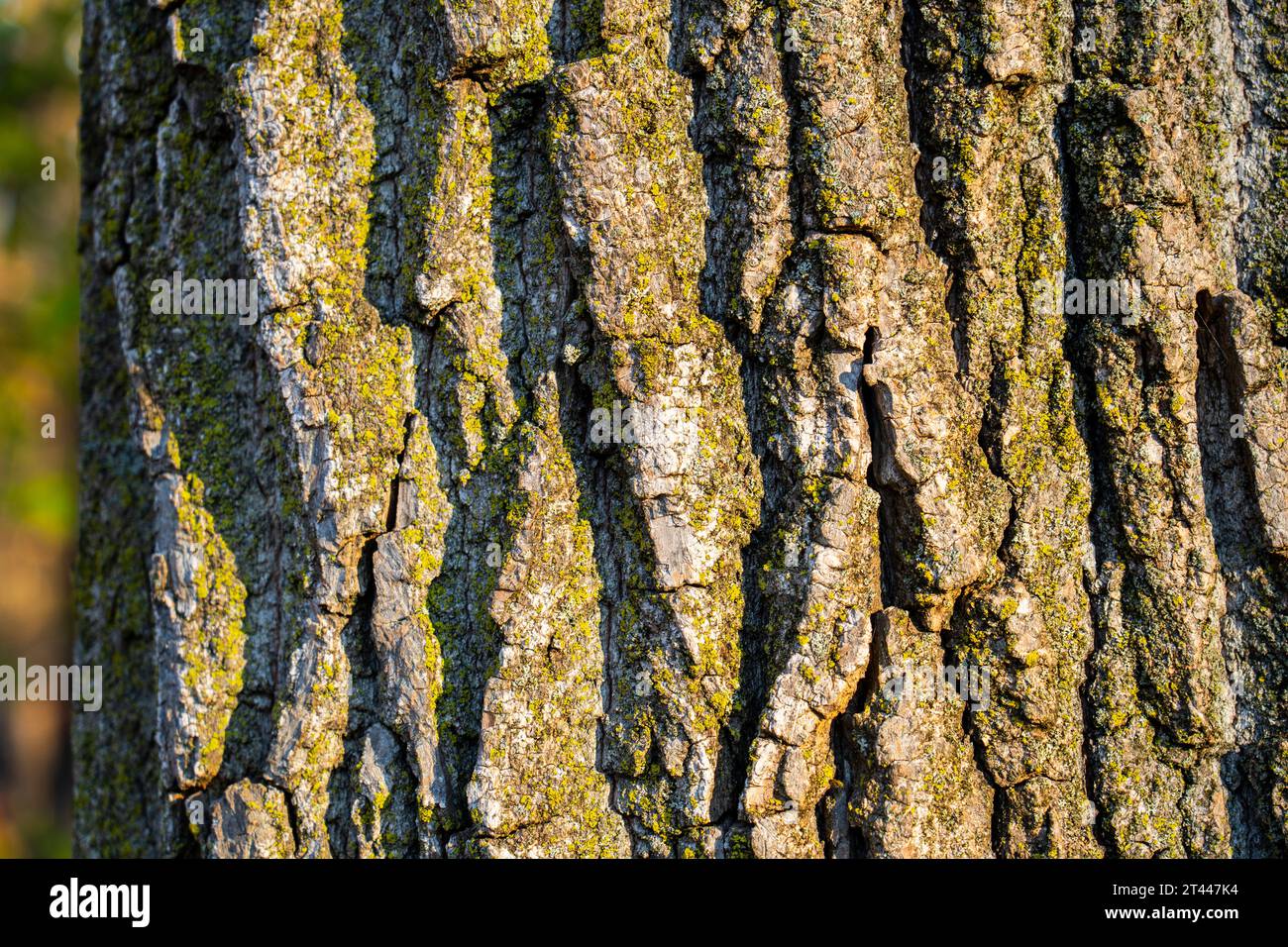Primo piano della corteccia di un vecchio e enorme tronco d'albero. Foto Stock