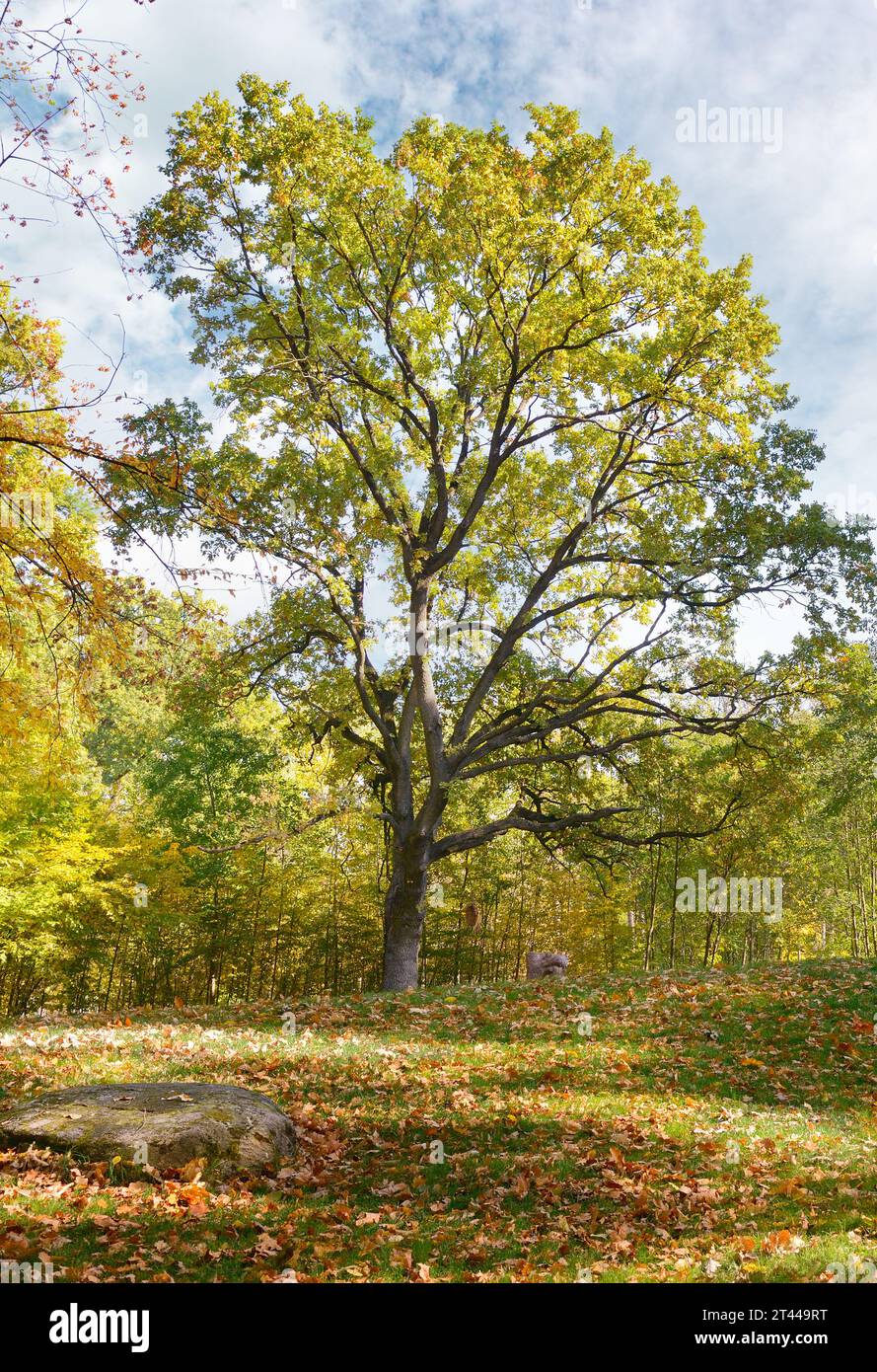 Paesaggio autunnale del parco Foto Stock