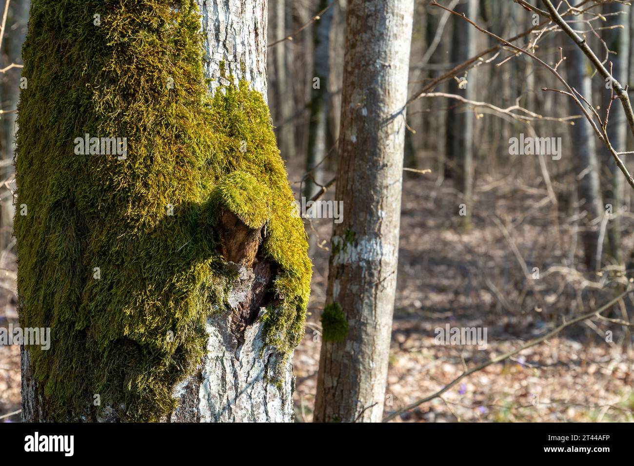 Un tronco di albero di muschio da vicino in un paesaggio forestale variegato durante la vivace stagione primaverile. Scopri la bellezza della natura nella sua natura selvaggia e incontaminata Foto Stock