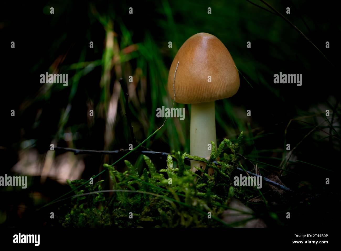 Immagine di un piccolo fungo che cresce in un ambiente lussureggiante e verde Foto Stock