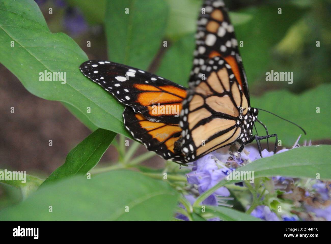 Farfalla su un fiore, Monarch colorato su foglie verdi. Foto Stock