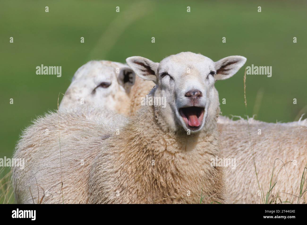 Pecore che ridono. Ritratto domestico delle pecore con bocca aperta sul pascolo. Divertente foto di animali. Piccola azienda agricola nella campagna della repubblica Ceca. Giornata di sole. Foto Stock