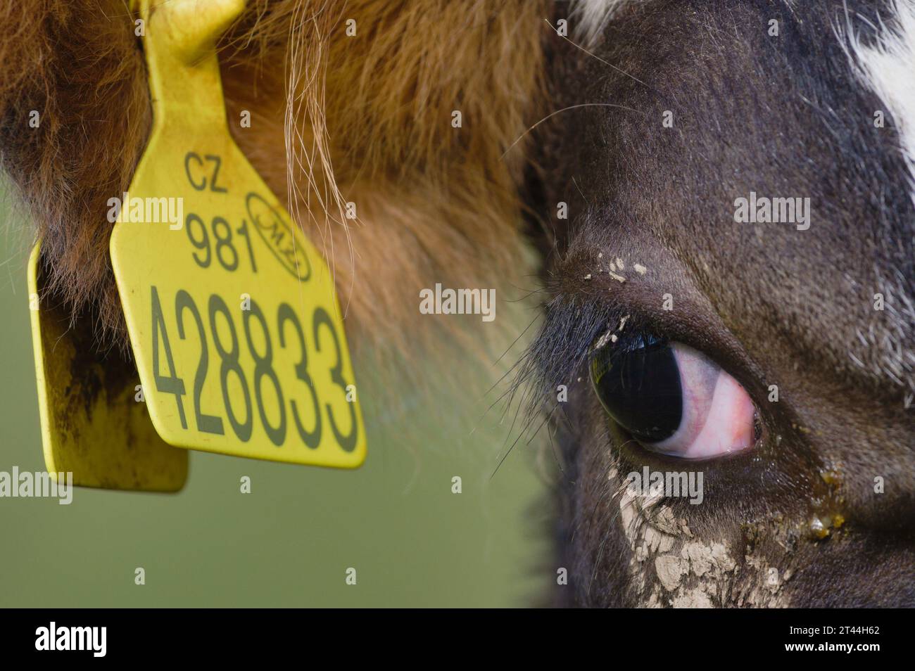 Foto ravvicinata della mucca, dettaglio dell'occhio. Il suo marchio auricolare si riflette sul suo occhio. Divertente foto di animali. Piccola azienda agricola in repubblica Ceca. Foto Stock