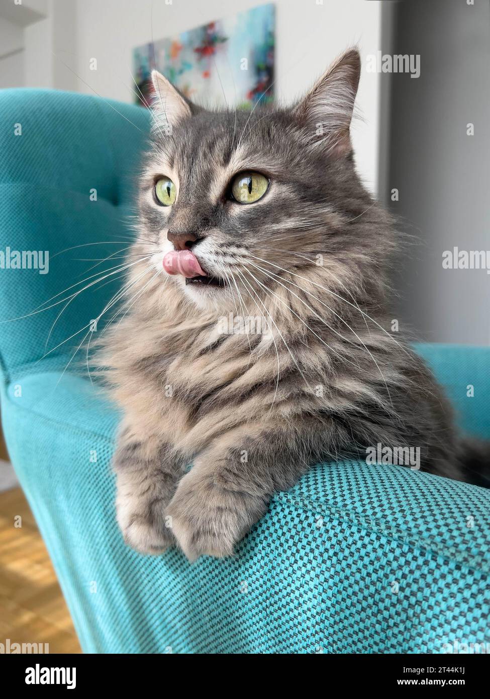 gatto, ritratto di primo piano di un gatto grigio che lecca labbra e viso. ritratto domestico di animali domestici con la lingua sporgente. simpatici e adorabili animali domestici. animali domestici Foto Stock