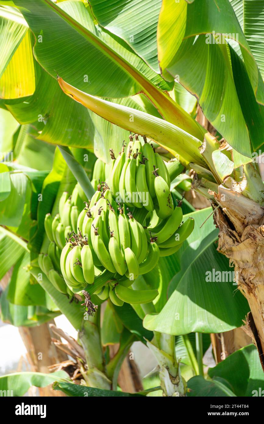 Frutta appesa su banane, Calle de San Telmo, Puerto de la Cruz, Tenerife, Isole Canarie, Regno di Spagna Foto Stock