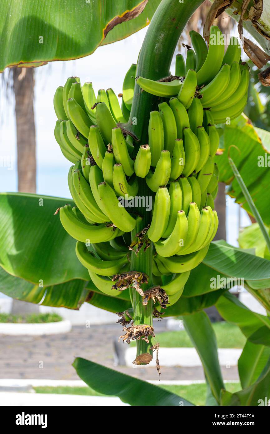Frutta appesa su banane, Calle de San Telmo, Puerto de la Cruz, Tenerife, Isole Canarie, Regno di Spagna Foto Stock
