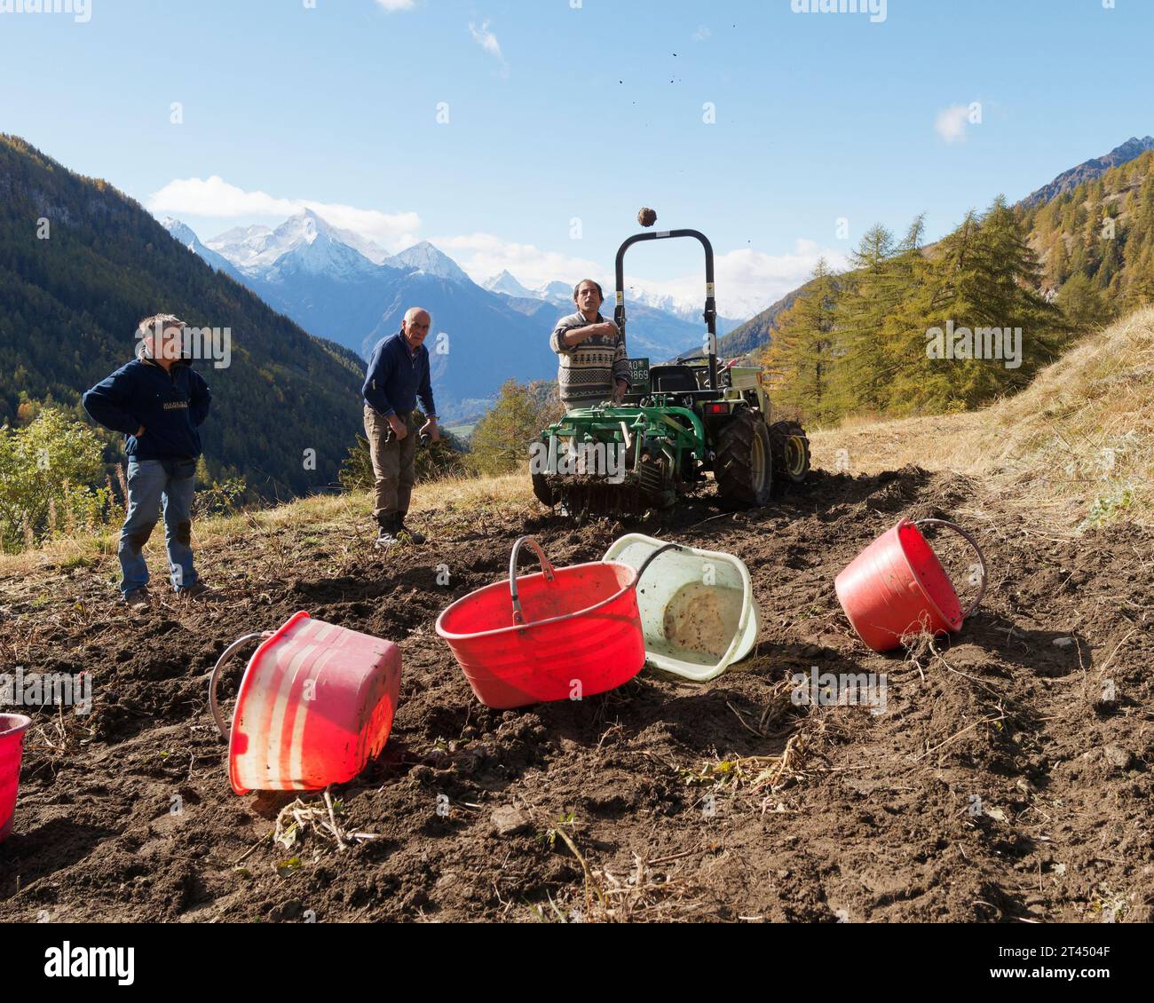 Breve pausa nella raccolta delle patate mentre un contadino lancia una patata verso i secchi. Ambientazione alpina in Valle d'Aosta NW Italia. 27 ottobre 2023 Foto Stock