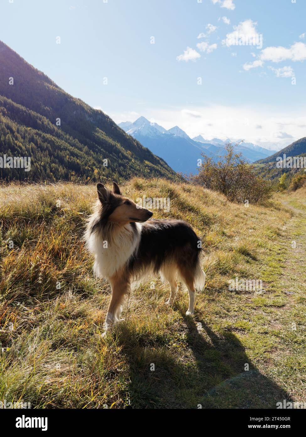 Bellissimo cane da pastore delle Shetland dalle orecchie lunghe bagnato dalla luce autunnale con dietro le alpi innevate . Valle d'Aosta NW Italia. 27 ottobre 2023 Foto Stock