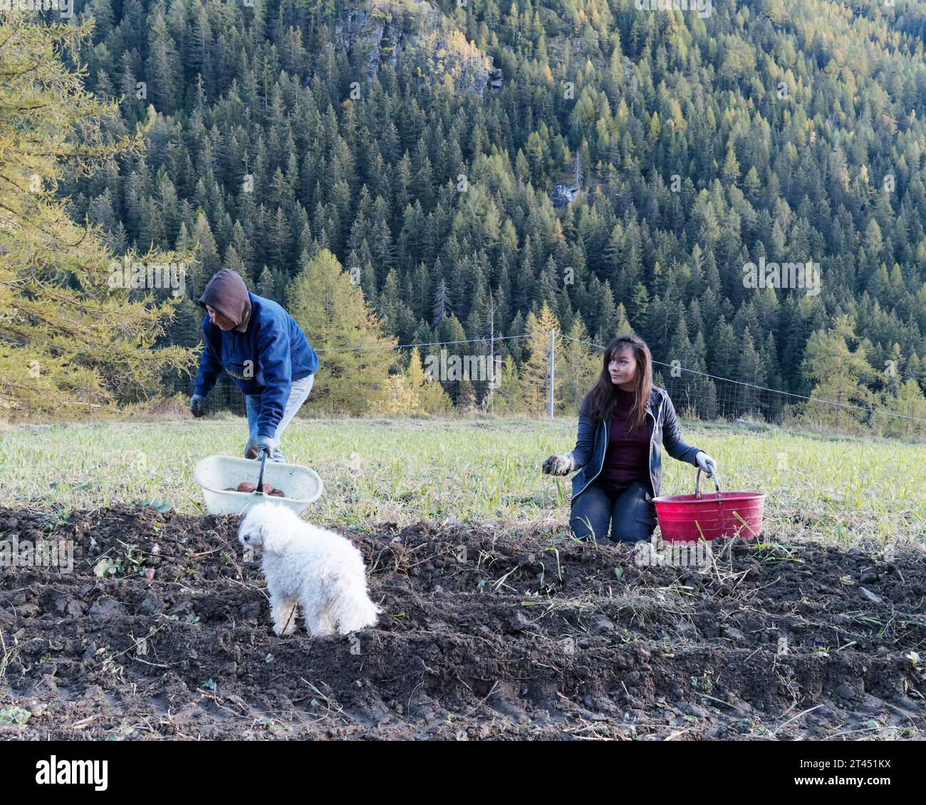 Donne che raccolgono patate in una giornata autunnale in un campo della Valle d'Aosta con un bosco alle spalle e un cane soffice in primo piano. Nord-ovest Italia. 27 ottobre 2023 Foto Stock