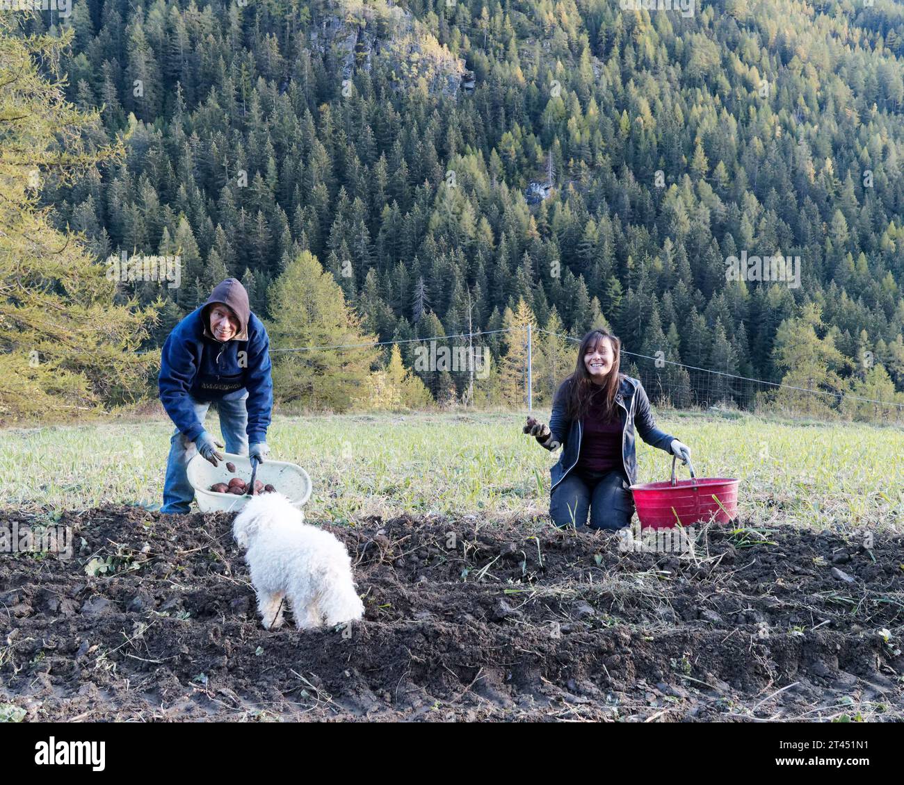 Donne che raccolgono patate in una giornata autunnale in un campo della Valle d'Aosta con un bosco alle spalle e un cane soffice in primo piano. Nord-ovest Italia. 27 ottobre 2023 Foto Stock