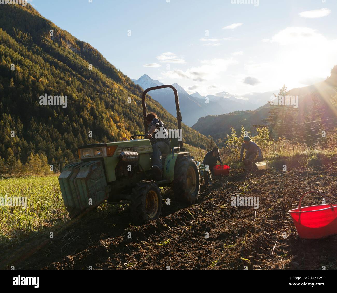 L'agricoltore guida un trattore durante la raccolta delle patate mentre le persone raccolgono le patate alle spalle in una giornata autunnale nella Valle d'Aosta NW Italia. 27 ottobre 2023 Foto Stock