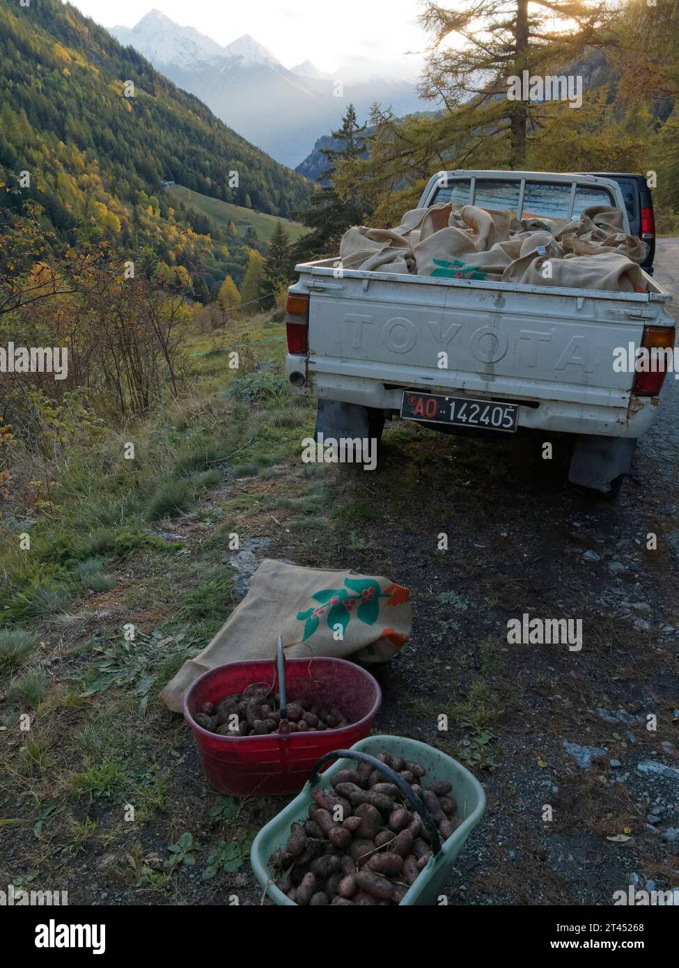 Patate appena raccolte in secchi e con prelievo in una giornata autunnale sulle montagne della Valle d'Aosta NW Italia. 27 ottobre 2023 Foto Stock